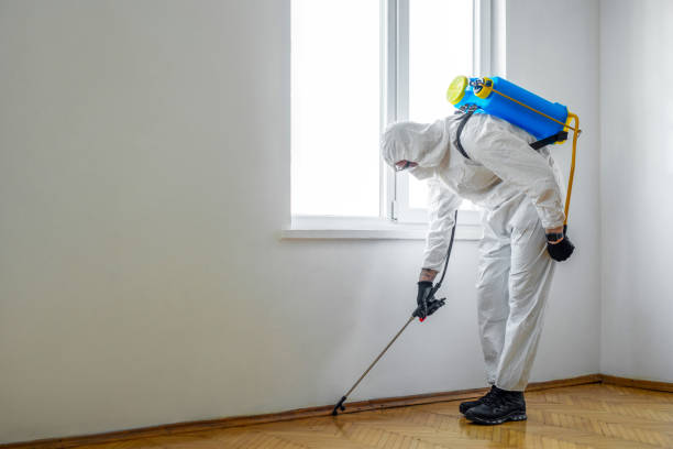 Best Bee and Wasp Removal  in Sesser, IL